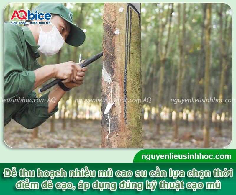 Hướng dẫn cách làm tăng độ mủ cao su, cây không bị mất sức