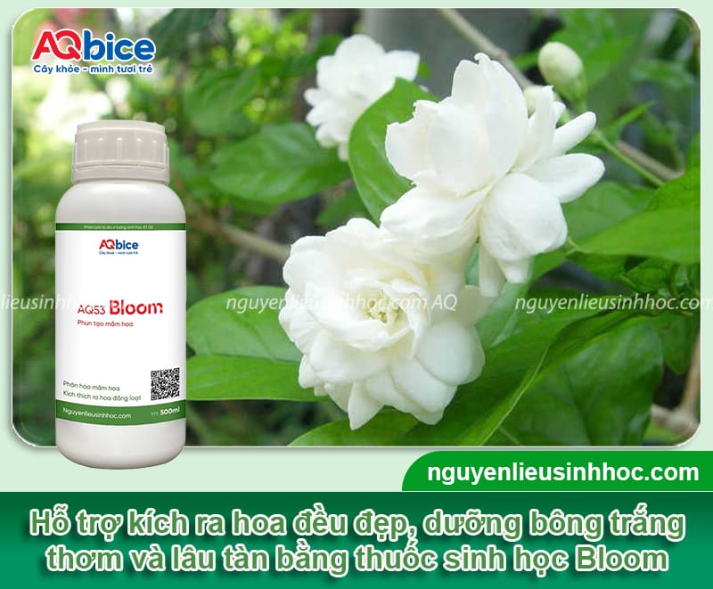 Hướng dẫn cách chăm hoa nhài ra nhiều hoa, bông nở đều đẹp