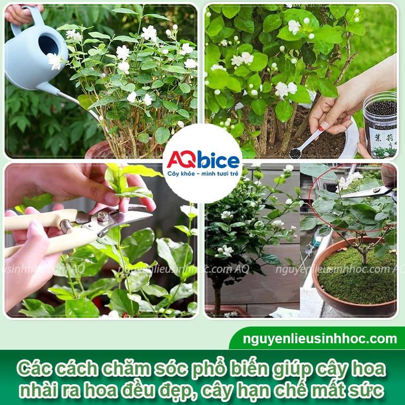 Hướng dẫn cách chăm hoa nhài ra nhiều hoa, bông nở đều đẹp