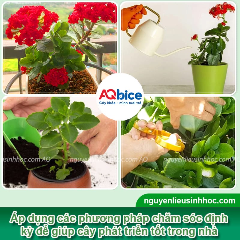 Trồng cây sống đời trong nhà có tốt không và cách chăm sóc