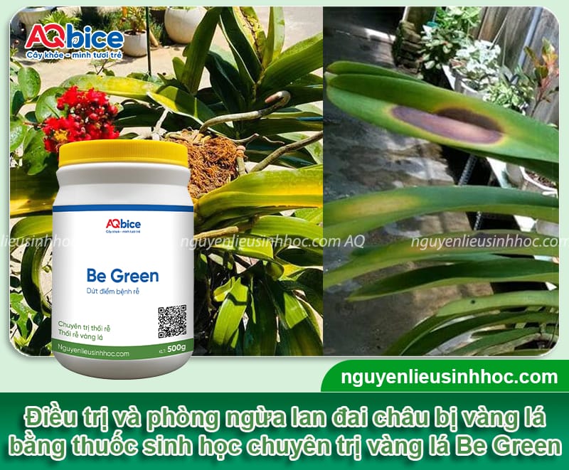Nguyên nhân lan đai châu bị vàng lá và cách phòng trừ
