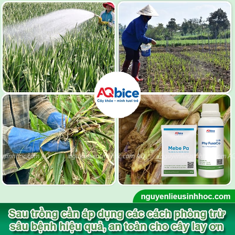 Hoa lay ơn bao nhiêu ngày ra hoa? Cách để hoa nhanh nở