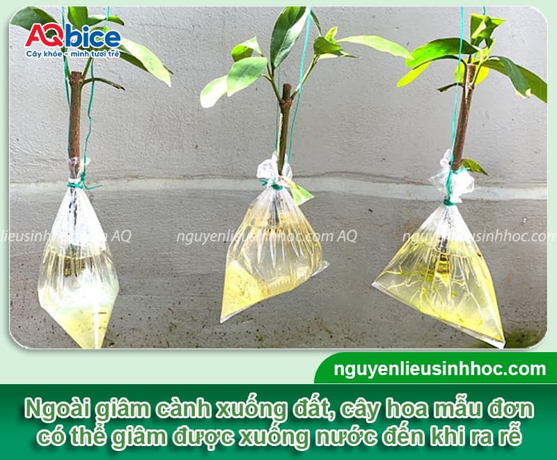 Hướng dẫn cách giâm cành hoa mẫu đơn nhanh bén rễ