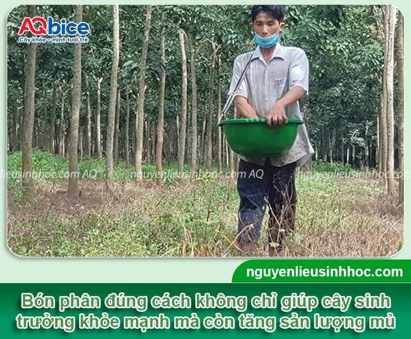 Hướng dẫn cách làm tăng độ mủ cao su, cây không bị mất sức