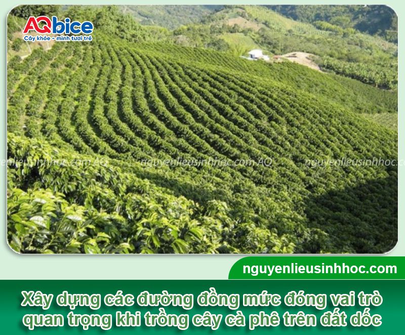 Áp dụng kỹ thuật trồng cà phê trên đất dốc cho năng suất cao