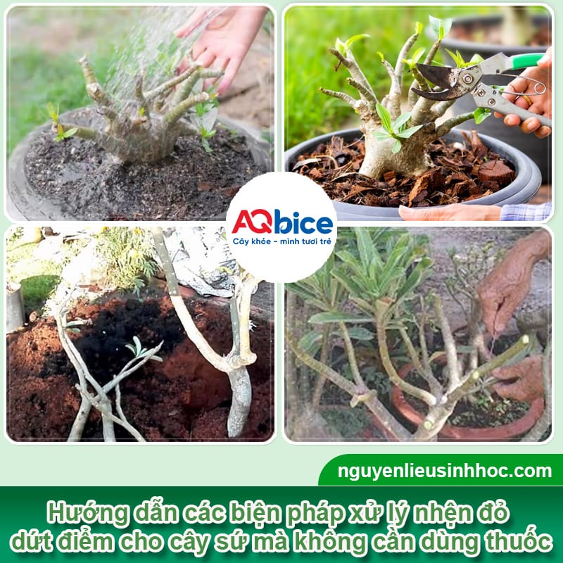 Thuốc trị nhện đỏ trên cây sứ an toàn, hiệu quả dứt điểm
