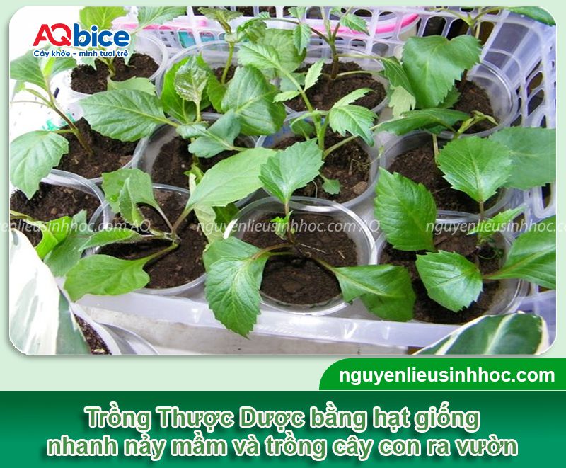 Trồng hoa Thược Dược nở đúng Tết 2026 và dưỡng hoa tươi lâu