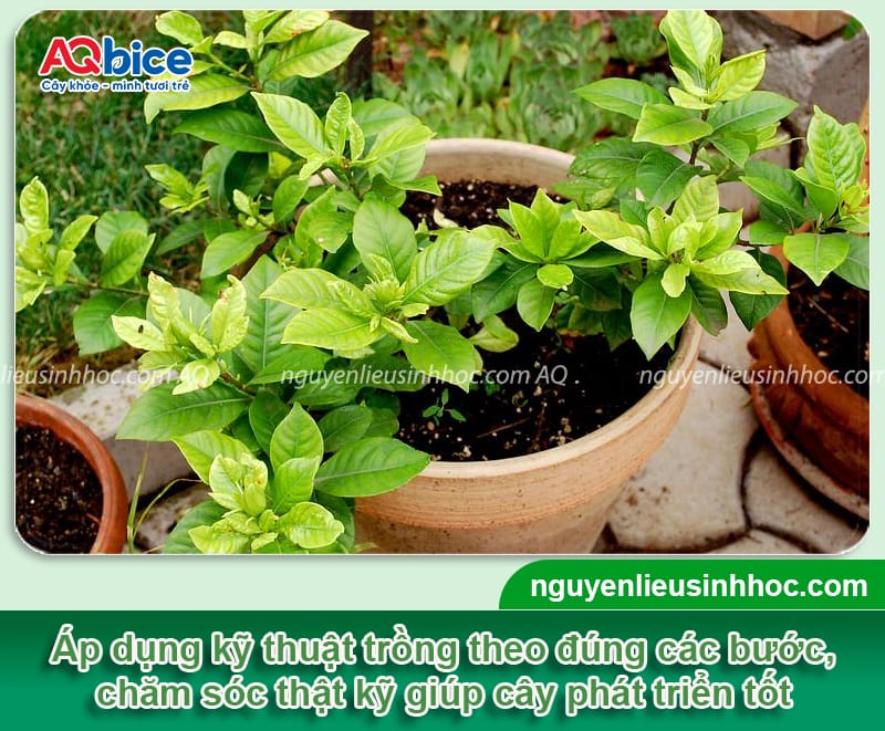 Có nên trồng cây hoa dành dành trước nhà? Cần lưu ý gì? 4 Có nên trồng cây hoa dành dành trước nhà? Cần lưu ý điều gì?