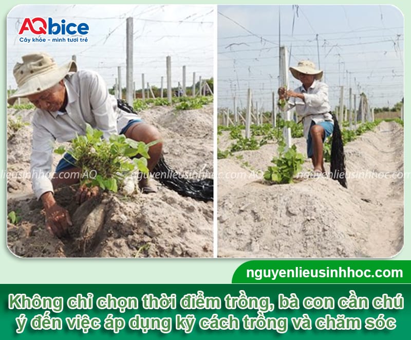 Thời vụ trồng sắn dây ở miền Bắc nên được trồng vào khi nào?