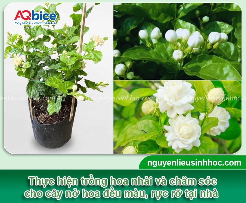 Trồng hoa nhài trước nhà có tốt không? Vị trí phù hợp