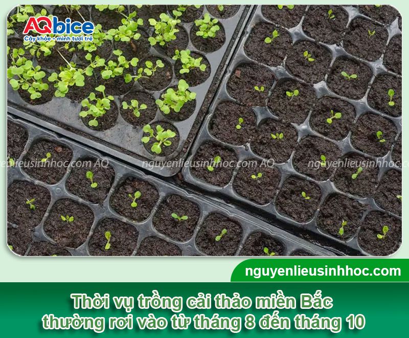 Thời vụ trồng cải thảo ở miền Bắc? Chăm sóc năng suất cao