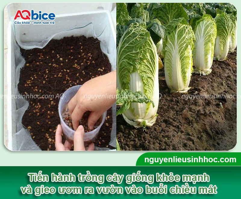 Cải thảo trồng bao lâu thì thu hoạch năng suất cao, ít sâu bệnh