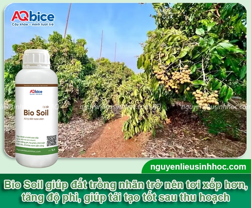 Chăm sóc nhãn sau thu hoạch giúp cây mau phục hồi 8 Chăm sóc nhãn sau thu hoạch giúp cây mau phục hồi