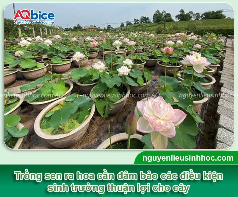Trồng sen bằng hạt và chăm sóc hoa nở đẹp tại nhà