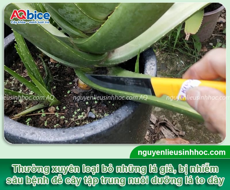 Cách chăm sóc cây nha đam cho lá dày mọng và ít xơ