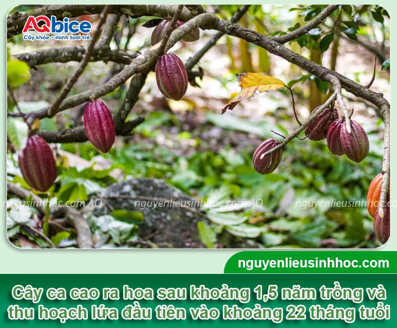 Cây ca cao trồng bao lâu có trái? Nên trồng khi nào?