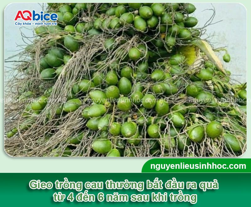 Cách ươm cây cau giống đúng kỹ thuật ngay tại nhà