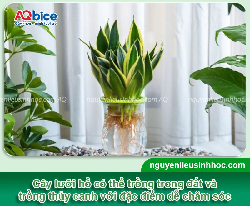Cách trồng cây lưỡi hổ bằng nước đơn giản ngay tại nhà 2 Cách trồng cây lưỡi hổ bằng nước đơn giản ngay tại nhà