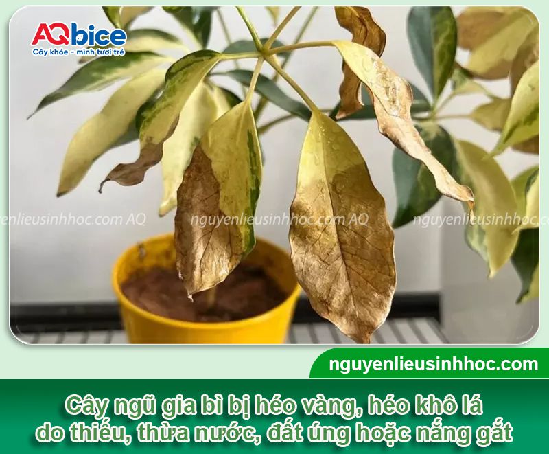Cây Ngũ Gia Bì bị héo lá: Nguyên nhân và Cách khắc phục 2 Cây Ngũ Gia Bì bị héo lá: Nguyên nhân và cách khắc phục