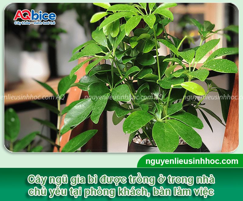 Trồng cây Ngũ Gia Bì trước nhà có tốt không? Vị trí phù hợp