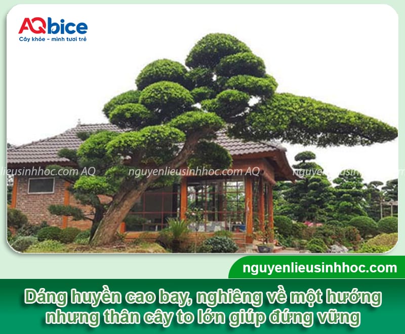 Cách tạo dáng cây tùng la hán cho ra dáng chuẩn, đẹp mắt