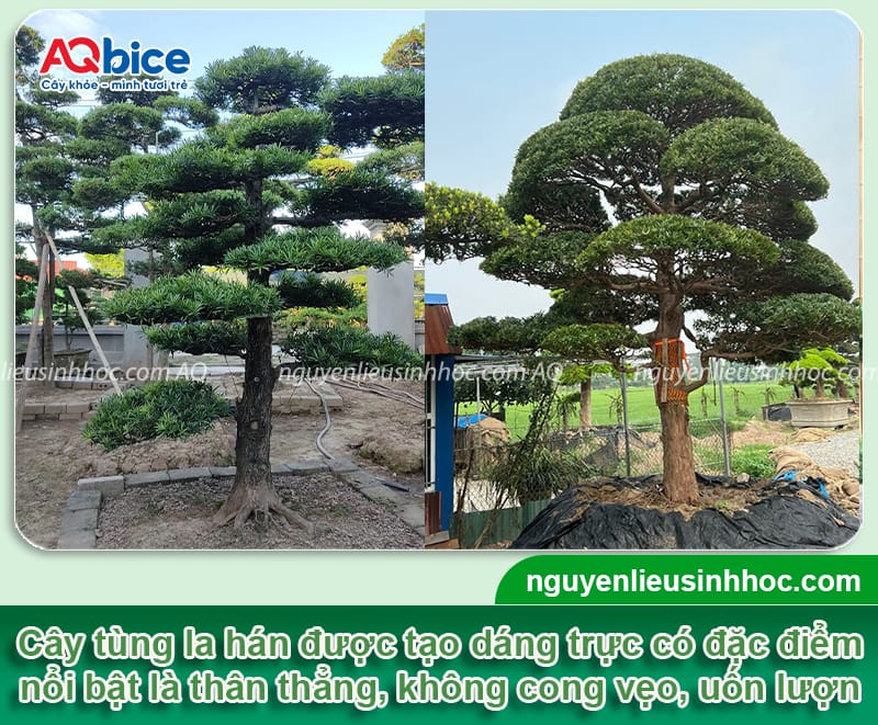 Cách tạo dáng cây tùng la hán cho ra dáng chuẩn, đẹp mắt
