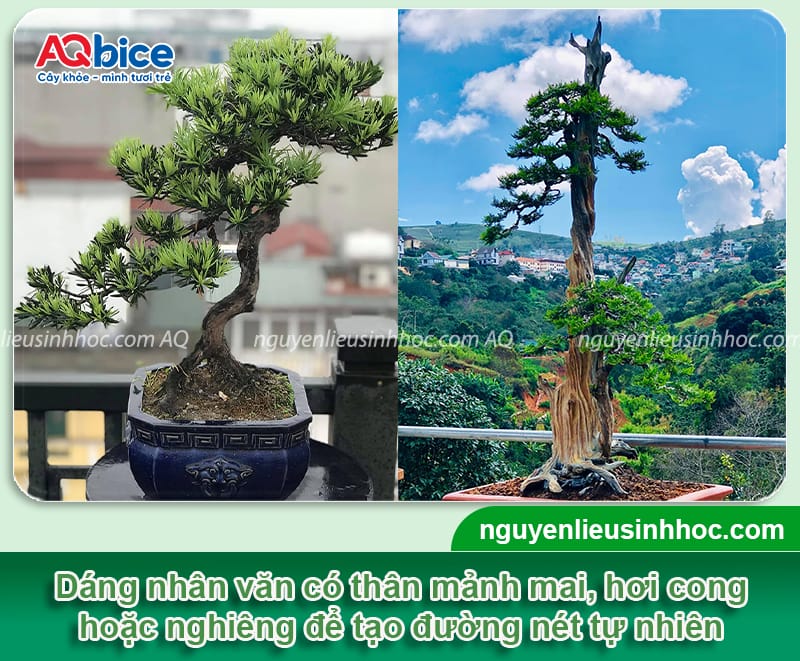 Cách tạo dáng cây tùng la hán cho ra dáng chuẩn, đẹp mắt