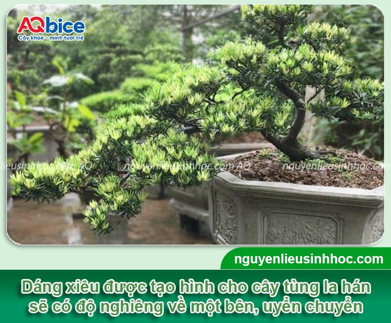 Cách tạo dáng cây tùng la hán cho ra dáng chuẩn, đẹp mắt