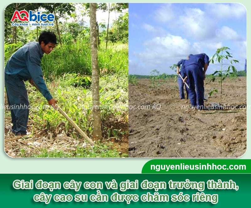 Hướng dẫn cách làm tăng độ mủ cao su, cây không bị mất sức
