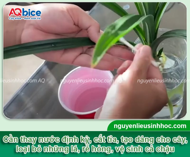 Cây lá dứa trồng thủy sinh: Cách trồng và chăm sóc hiệu quả