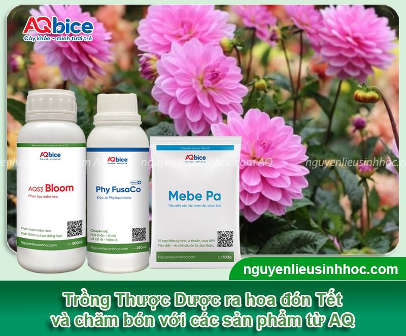 Trồng hoa Thược Dược nở đúng Tết 2026 và dưỡng hoa tươi lâu