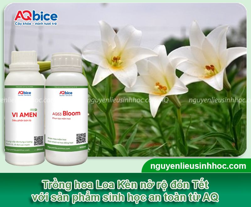 Cách trồng hoa Loa Kèn nở đúng Tết 2026 rực rỡ, lâu tàn