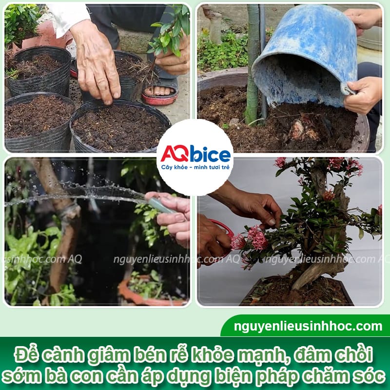 Hướng dẫn cách giâm cành hoa mẫu đơn nhanh bén rễ
