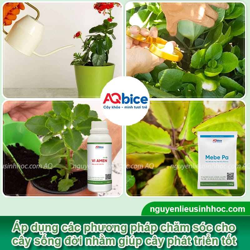 Cách trồng cây sống đời đơn giản tại nhà cho hoa đẹp rực rỡ