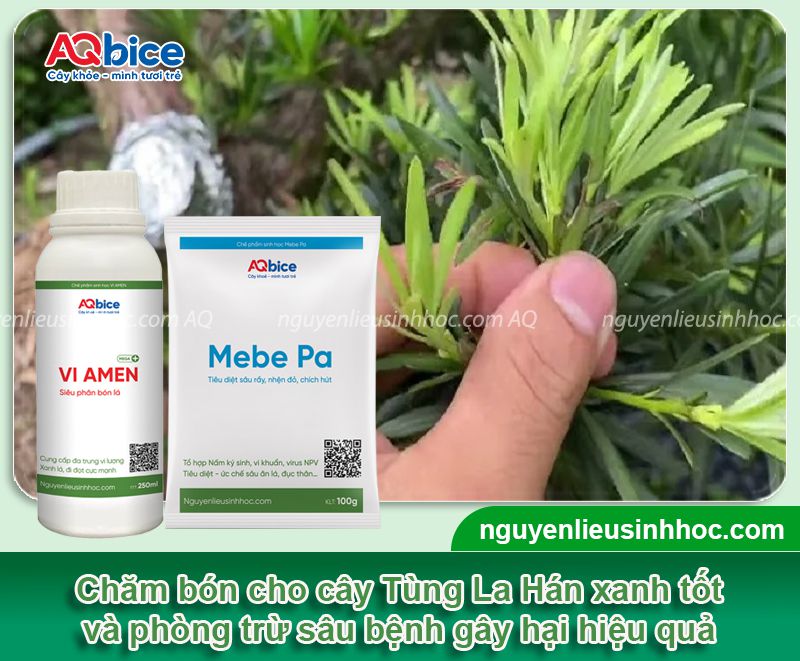 Cách trồng cây Tùng La Hán xanh tốt và ý nghĩa phong thủy