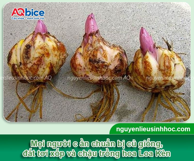 Cách trồng hoa Loa Kèn nở đúng Tết 2026 rực rỡ, lâu tàn