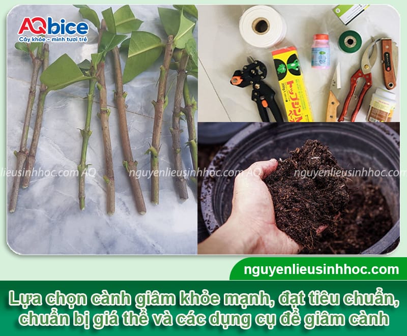 Hướng dẫn cách giâm cành hoa mẫu đơn nhanh bén rễ