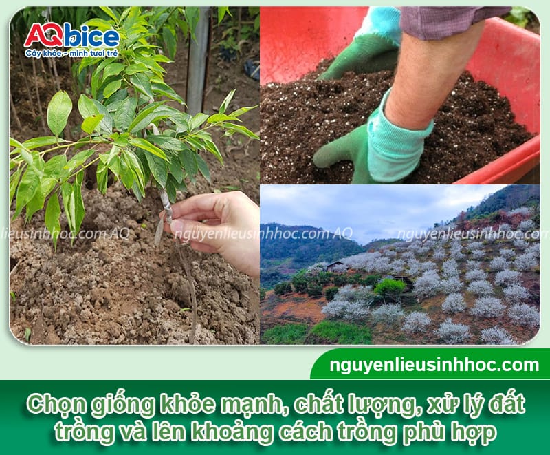 Hướng dẫn cách trồng cây mận Bắc lớn nhanh, cho sai trái