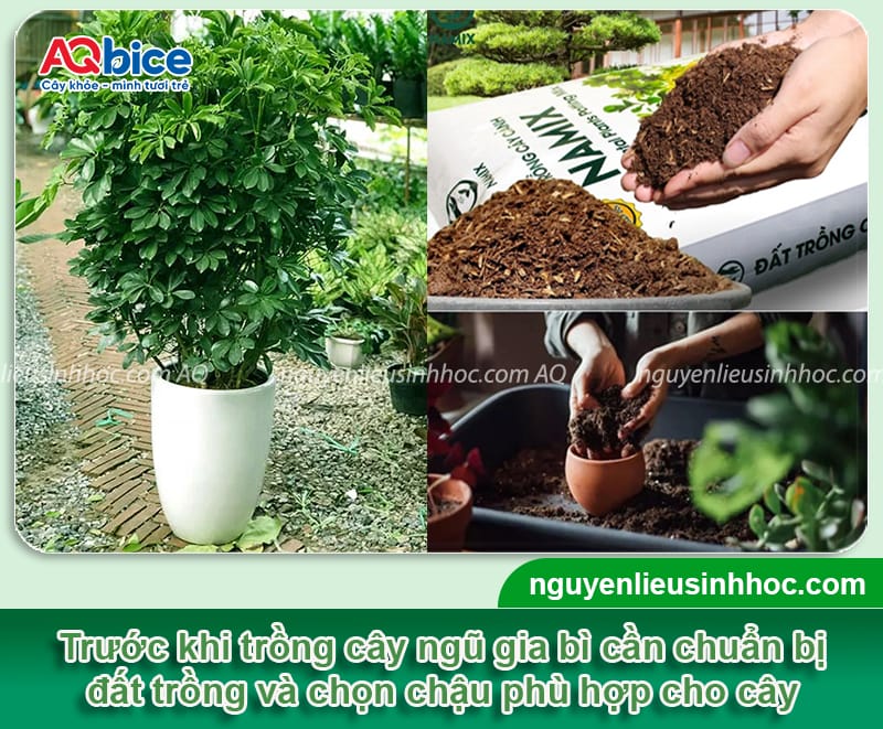 Hướng dẫn cách trồng cây ngũ gia bì lá xanh tốt, khỏe mạnh 3 Hướng dẫn cách trồng cây ngũ gia bì lá xanh tốt, khỏe mạnh