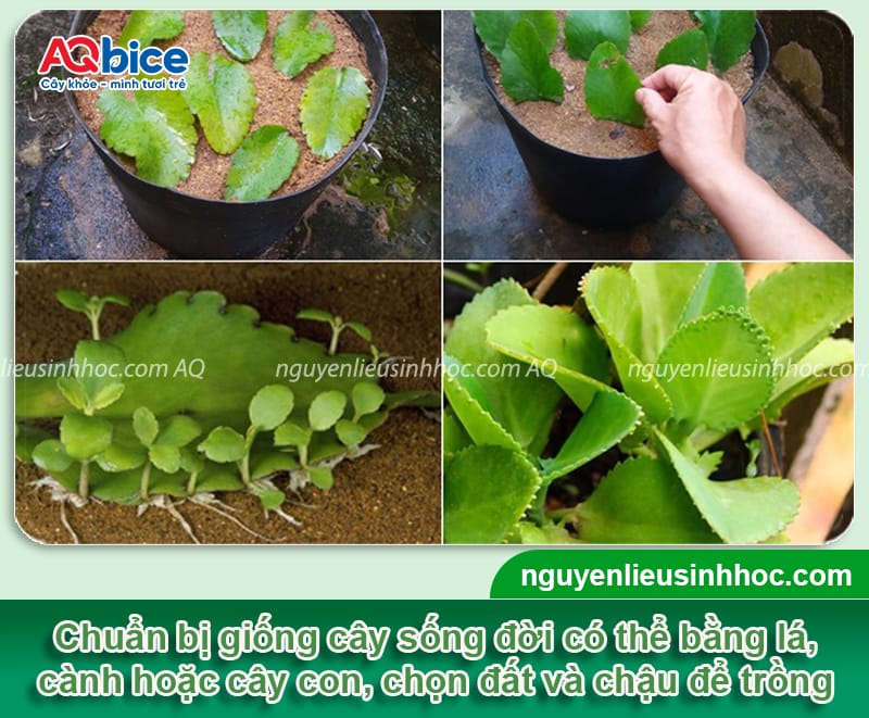 Cách trồng cây sống đời đơn giản tại nhà cho hoa đẹp rực rỡ