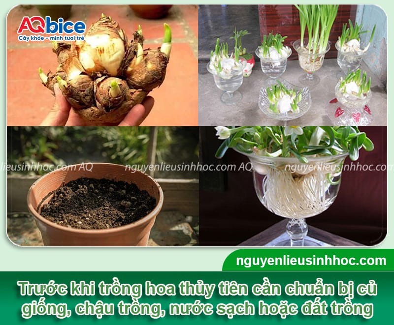 Hướng dẫn cách trồng hoa thủy tiên bằng thủy sinh và đất