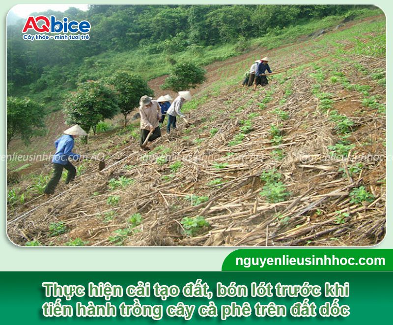 Áp dụng kỹ thuật trồng cà phê trên đất dốc cho năng suất cao 3 Áp dụng kỹ thuật trồng cà phê trên đất dốc cho năng suất cao
