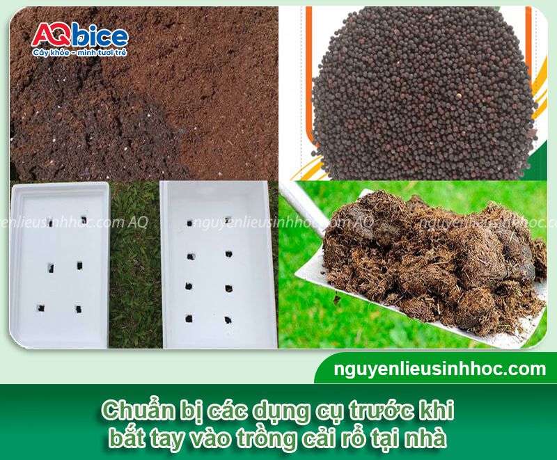 Cách trồng cải rổ tại nhà, ít bị sâu bệnh, nhanh thu hoạch 2 Cách trồng cải rổ và chăm sóc cây xanh tốt, ít sâu bệnh