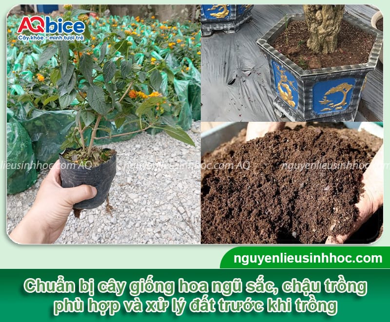 Hướng dẫn cách trồng cây hoa ngũ sắc bằng hạt và giâm cành 3 Hướng dẫn cách trồng cây hoa ngũ sắc bằng hạt và giâm cành