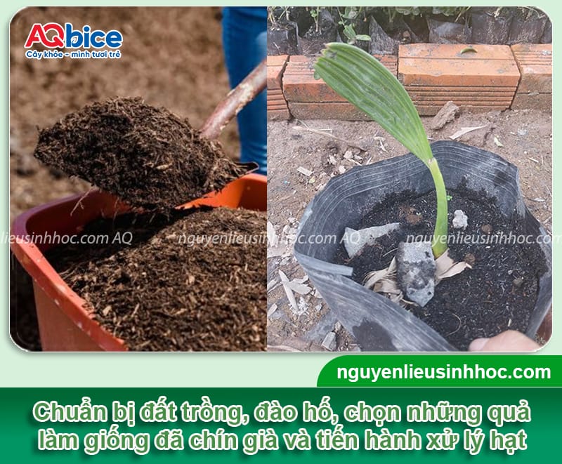 Hướng dẫn cách trồng cây thốt nốt và chăm sóc đúng kỹ thuật 3 Hướng dẫn cách trồng cây thốt nốt và chăm sóc đúng cách