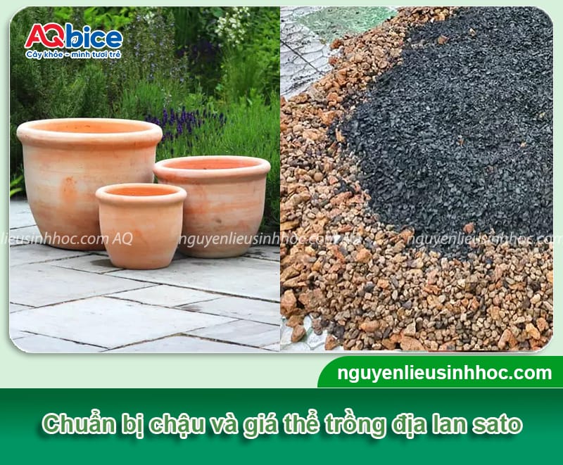 Cách trồng địa lan sato đúng kỹ thuật, hoa ra đẹp, tươi lâu 4 Cách trồng địa lan sato đúng kỹ thuật cho hoa đẹp, tươi lâu