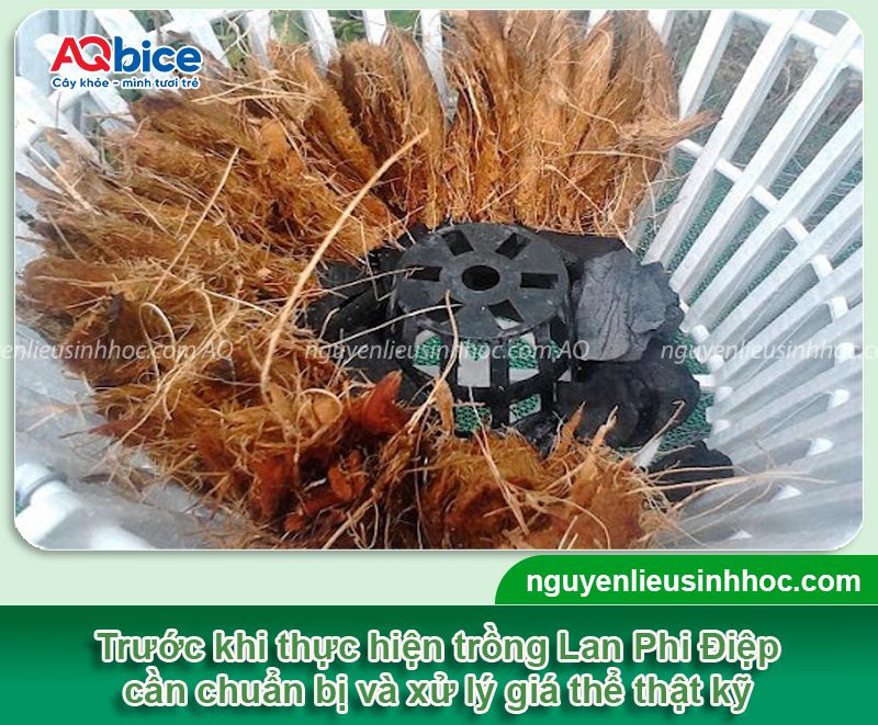 Cách trồng Lan Phi Điệp và chăm bón cho hoa tươi thắm