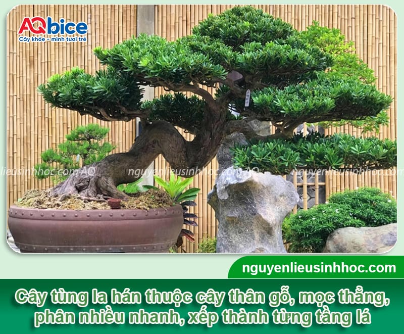 Cách tạo dáng cây tùng la hán cho ra dáng chuẩn, đẹp mắt