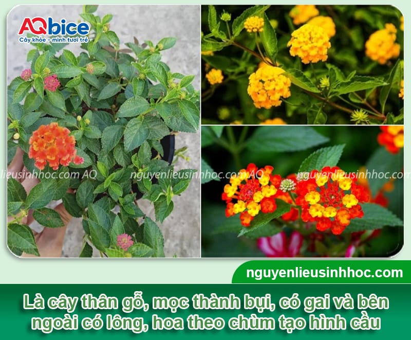 Hướng dẫn cách trồng cây hoa ngũ sắc bằng hạt và giâm cành 2 Hướng dẫn cách trồng cây hoa ngũ sắc bằng hạt và giâm cành