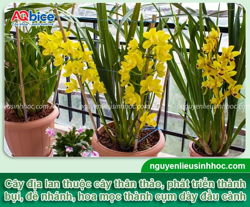 Cách trồng địa lan sato đúng kỹ thuật, hoa ra đẹp, tươi lâu 2 Cách trồng địa lan sato đúng kỹ thuật cho hoa đẹp, tươi lâu